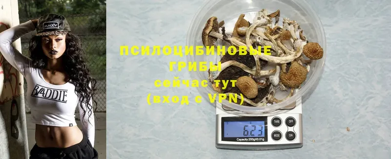 Псилоцибиновые грибы Psilocybine cubensis  Ардатов 